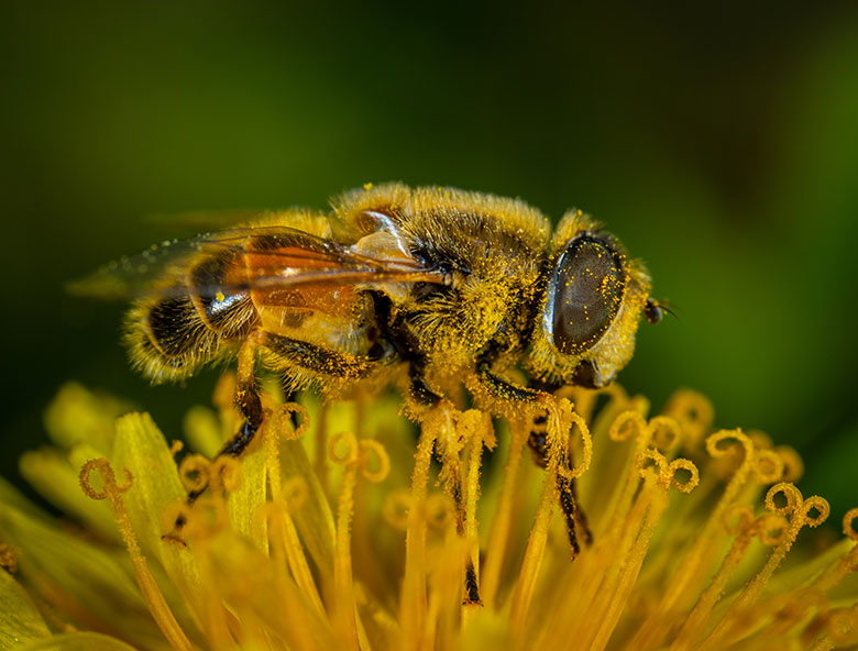 Bee Pollen