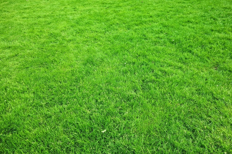 Garden Grass