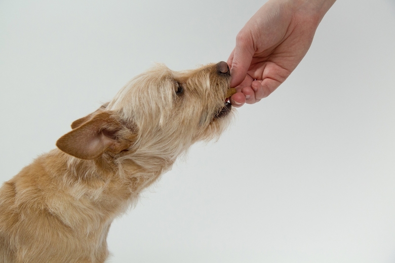 Dog Feeding