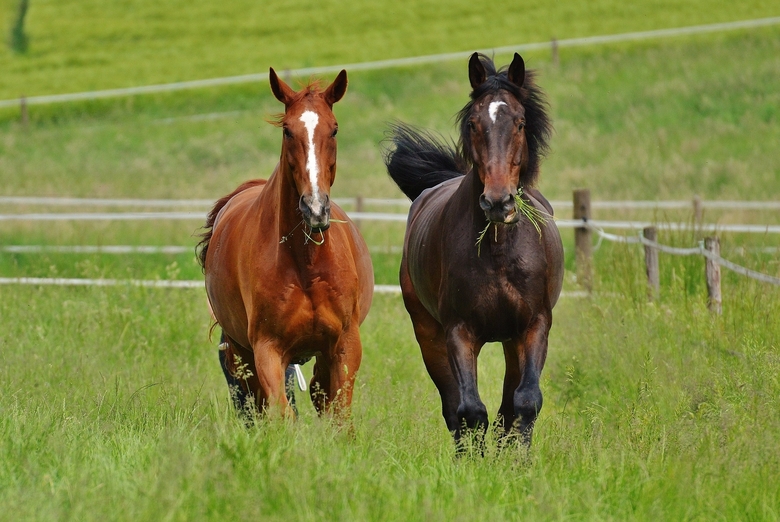 Horse Eating Grass