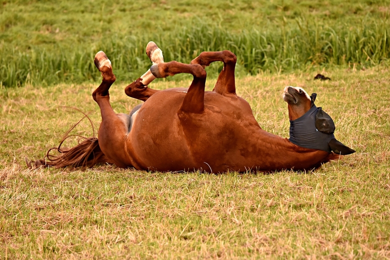 Horse Pasture