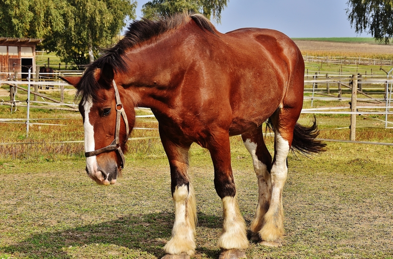 Horses Sunburn