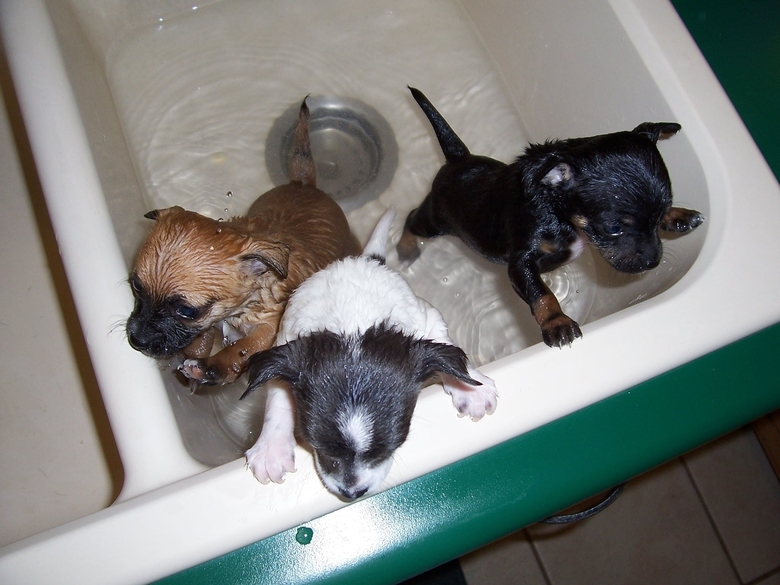 Puppies Taking Bath