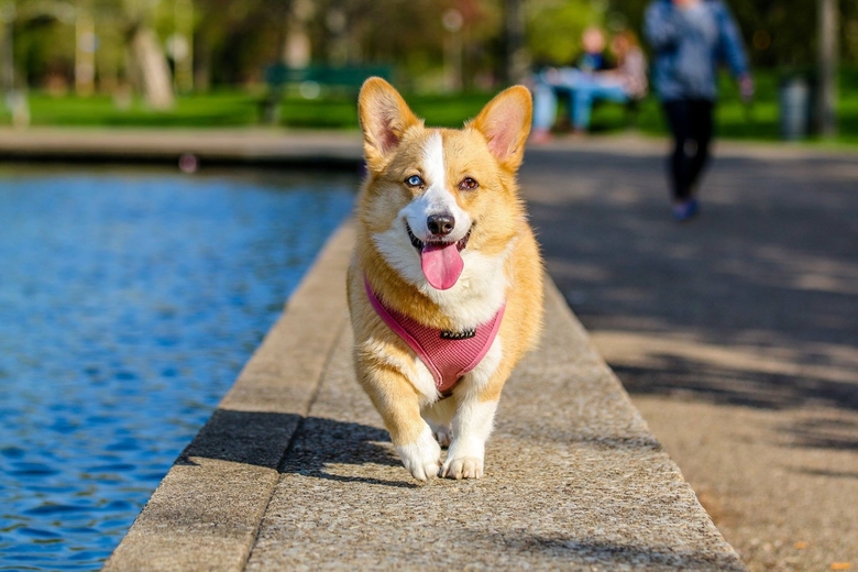 Walking Puppy