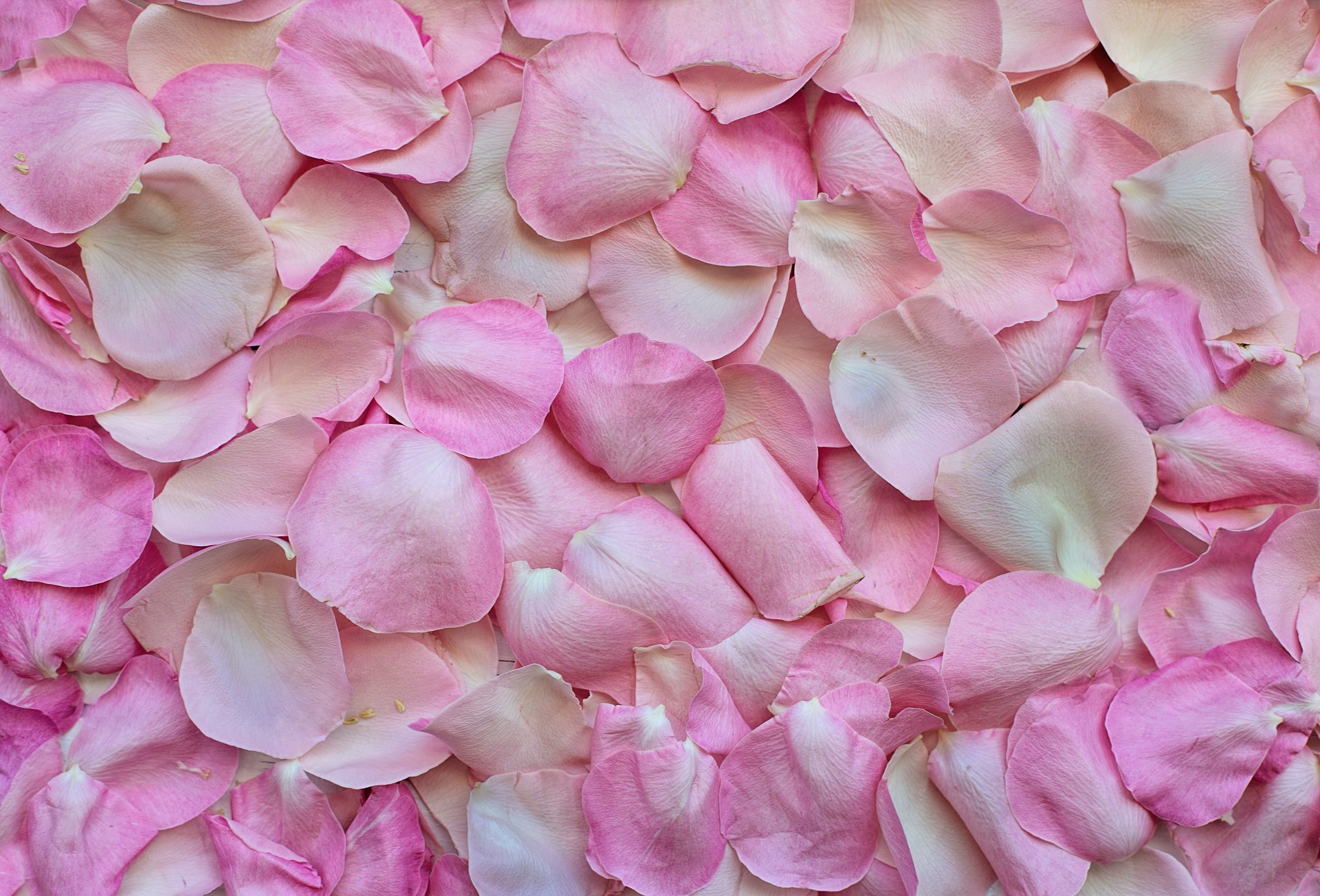 Rose Petals