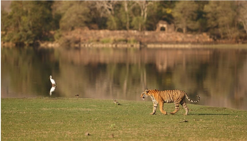 Ranthambore Surwal Lake